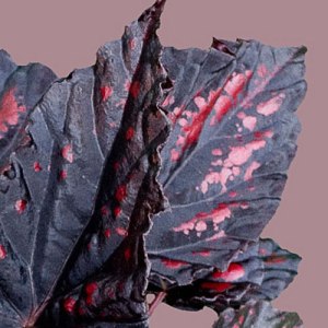 Begonia Etna